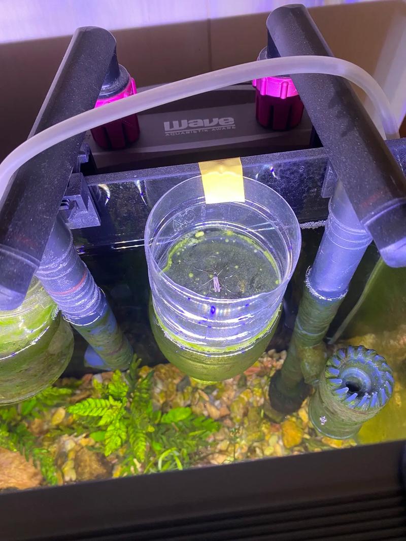 鱼缸里出现蚊子，这究竟是不是风水问题呢？