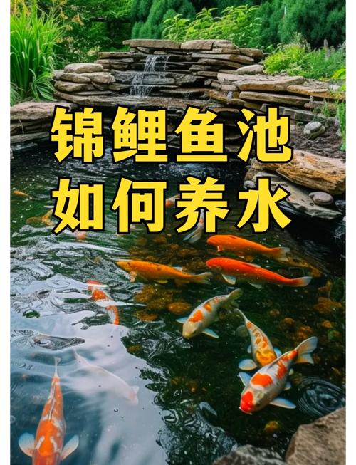 小型风水池适合养鱼吗？哪种鱼类更适合在这样的环境中生活？