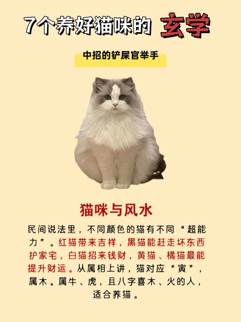 猫咪真的可以改变家居风水吗？这其中的奥秘究竟是什么？