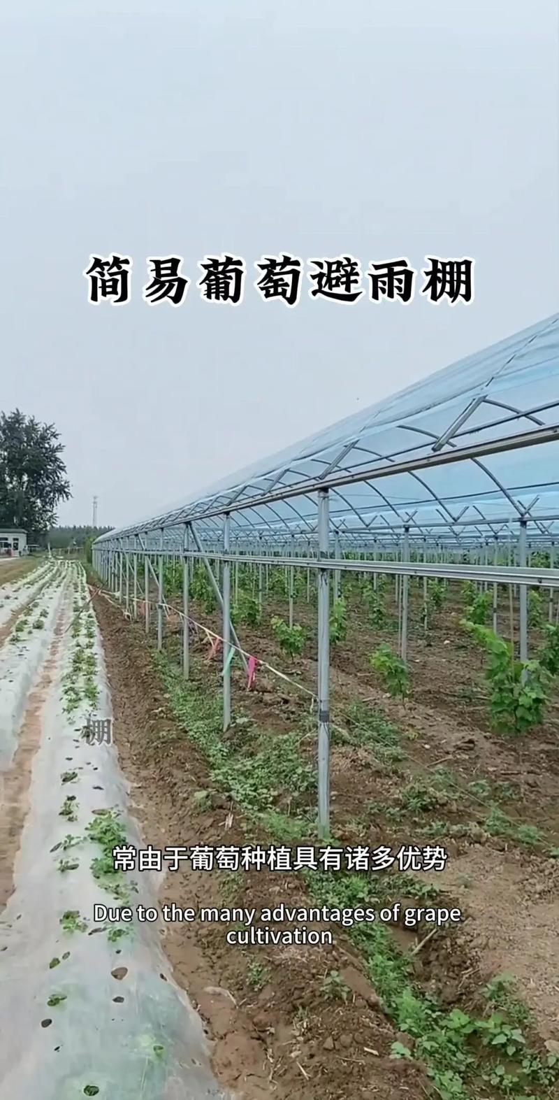简易大棚搭建对周边风水环境有影响吗？