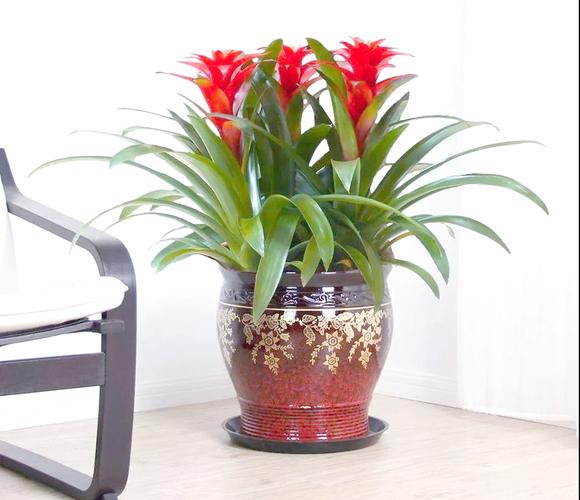 摆放鸿运当头摆件有哪些风水注意事项？