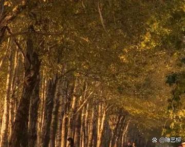 落叶堆积对住宅风水有何具体影响？