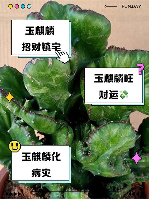 玉麒麟植物对家居风水有怎样的影响或作用？
