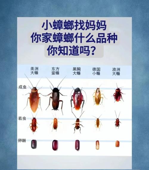 家里蟑螂成群，这究竟是不是预示着什么不幸的事情要发生呢？