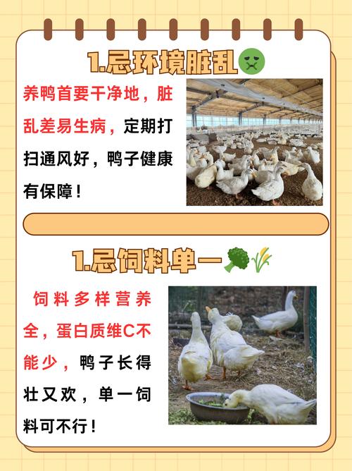 家里养鸡鸭鹅等家禽会对风水产生怎样的影响呢？