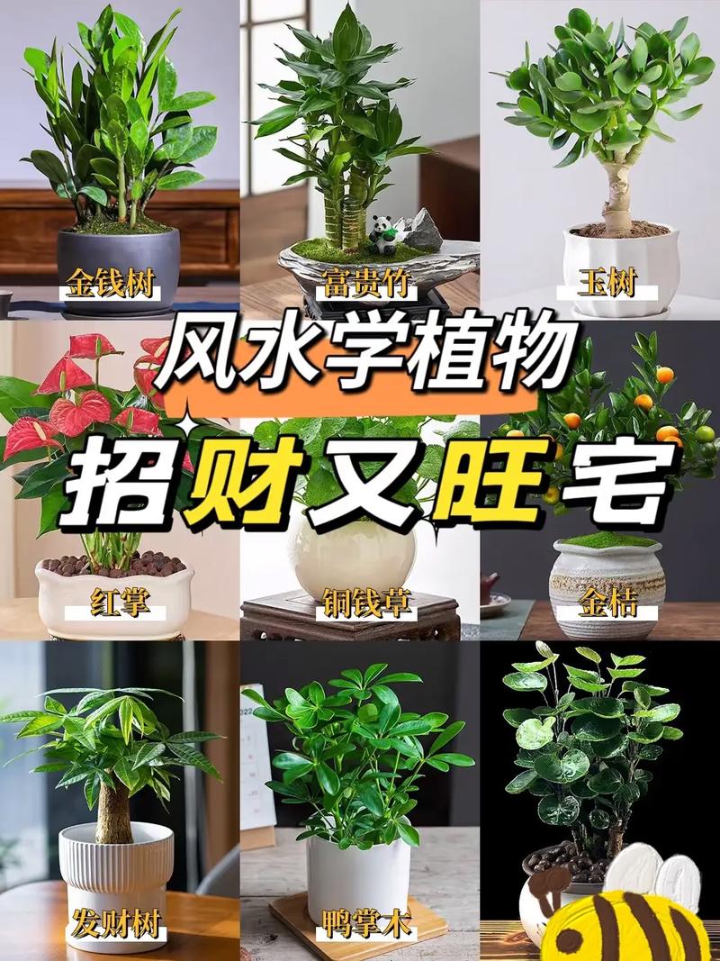 室内养花对风水的影响究竟有多大？