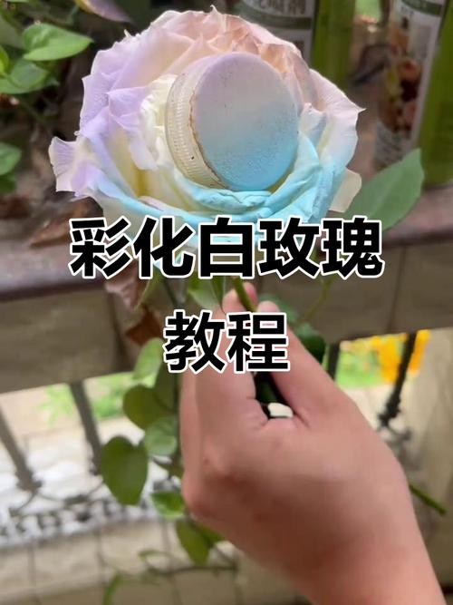 喷漆白玫瑰会对家居风水产生怎样的影响？