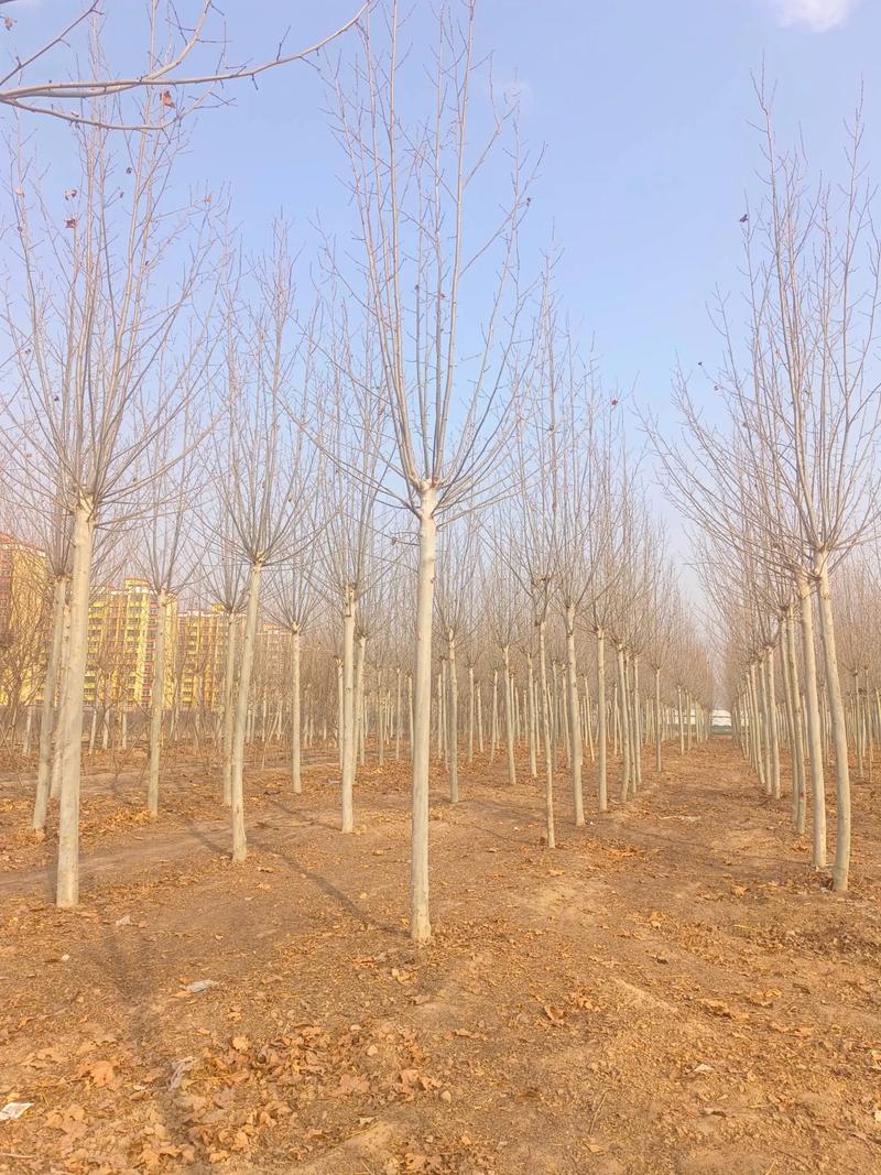 种植法桐对住宅风水有怎样的影响？