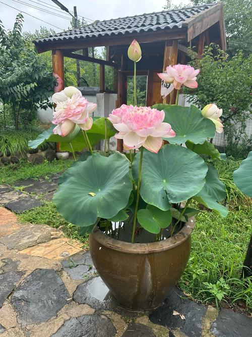 门口种荷花对风水有影响吗？