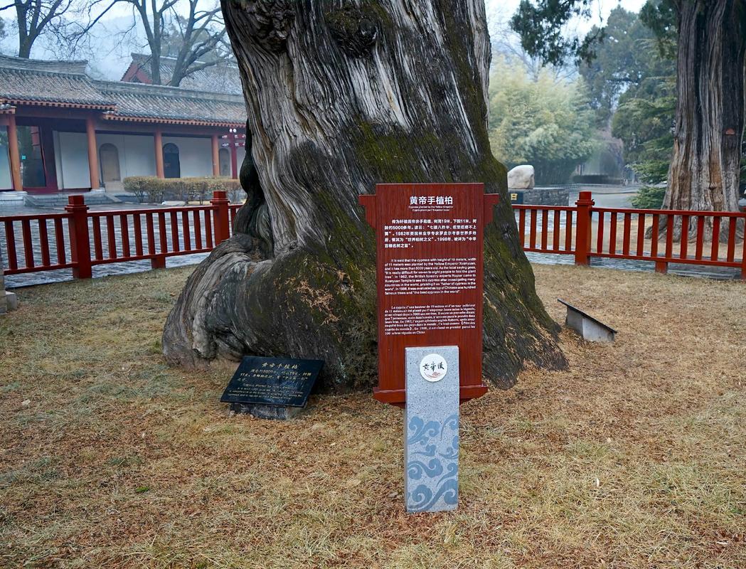 宗祠种植柏树是否遵循风水学中的特定讲究？
