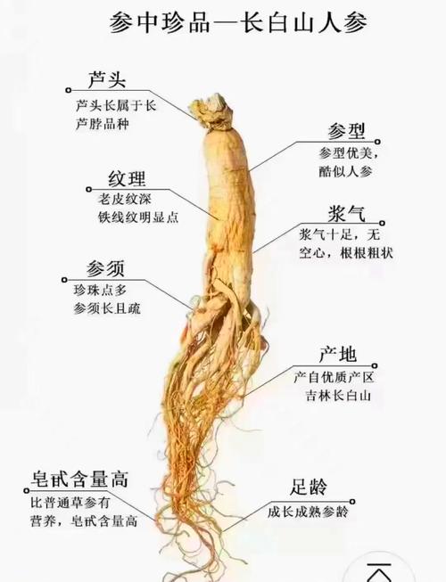 人参真的能改变风水，起到调整家居气场的作用吗？