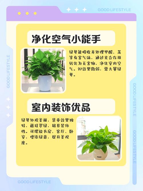 玄关摆放绿萝对风水有好处吗？