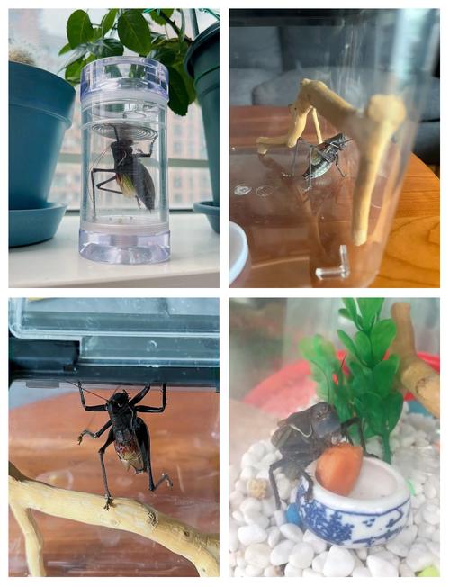 家里养蝈蝈会对家居风水产生怎样的影响或作用呢？