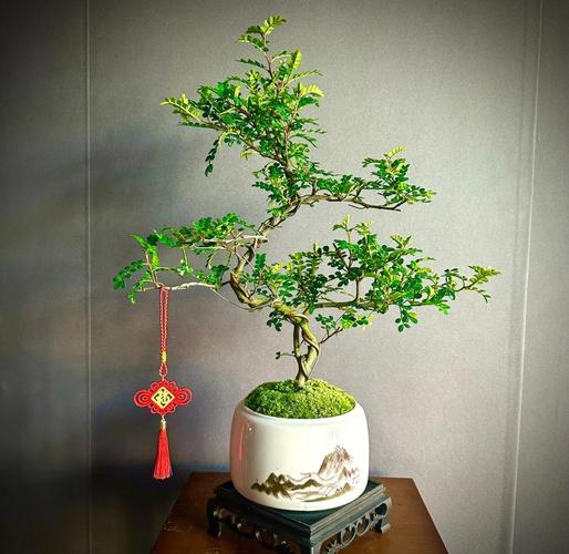 胡椒木对家居风水有怎样的影响或作用？