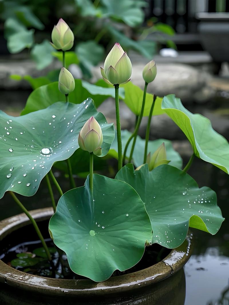 家里摆放荷花需要注意哪些风水讲究？