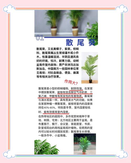 散尾葵的风水作用有哪些，对家居环境有何影响？