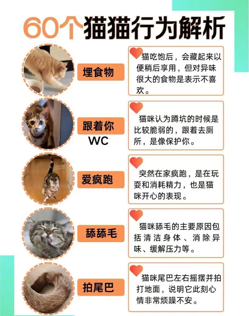 猫为何能借命给人，有人借命的现象真的存在吗？