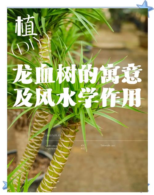 植物风水真的有科学依据吗？