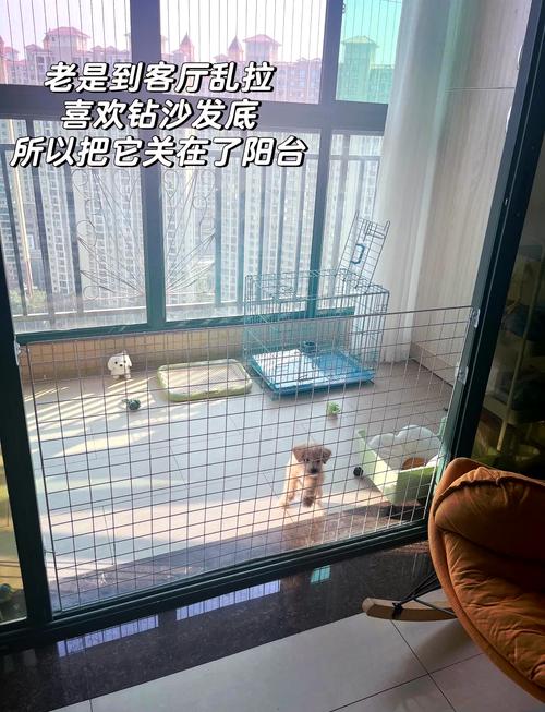 阳台养狗风水如何，是否适宜放置狗狗？