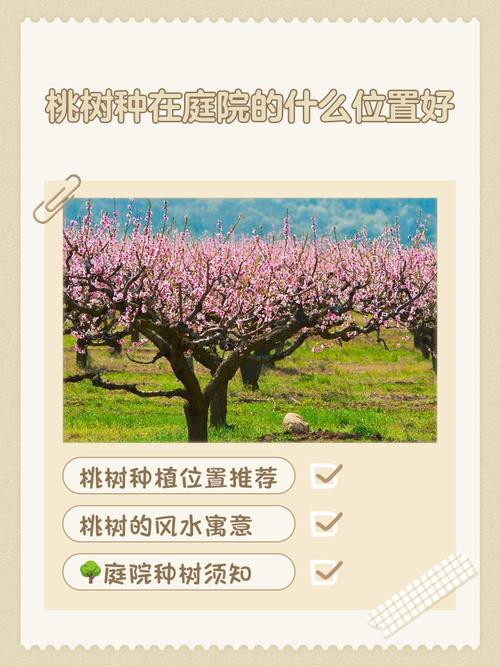 院子里种桃花风水怎么样？适合种植吗？