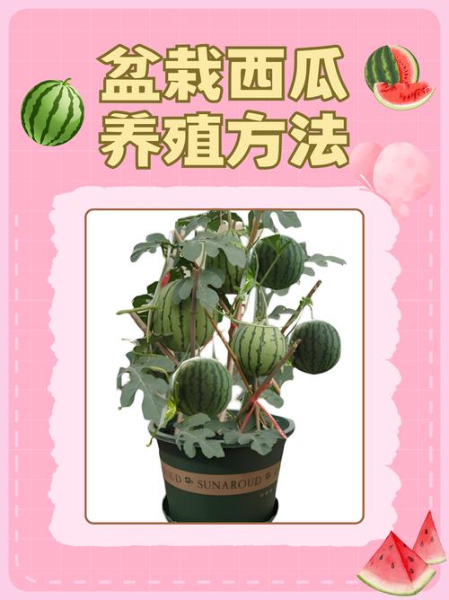 家里种西瓜风水会怎样？对家居运势有影响吗？