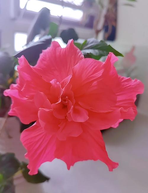 室内摆放扶桑花有哪些风水忌讳需要注意？