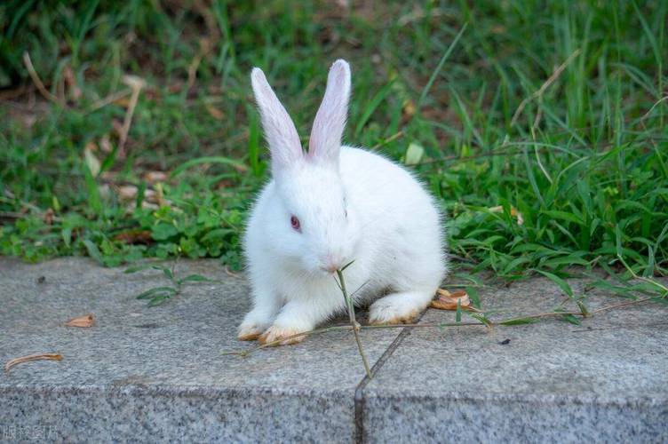 养兔子真的会影响到家里的风水布局吗？