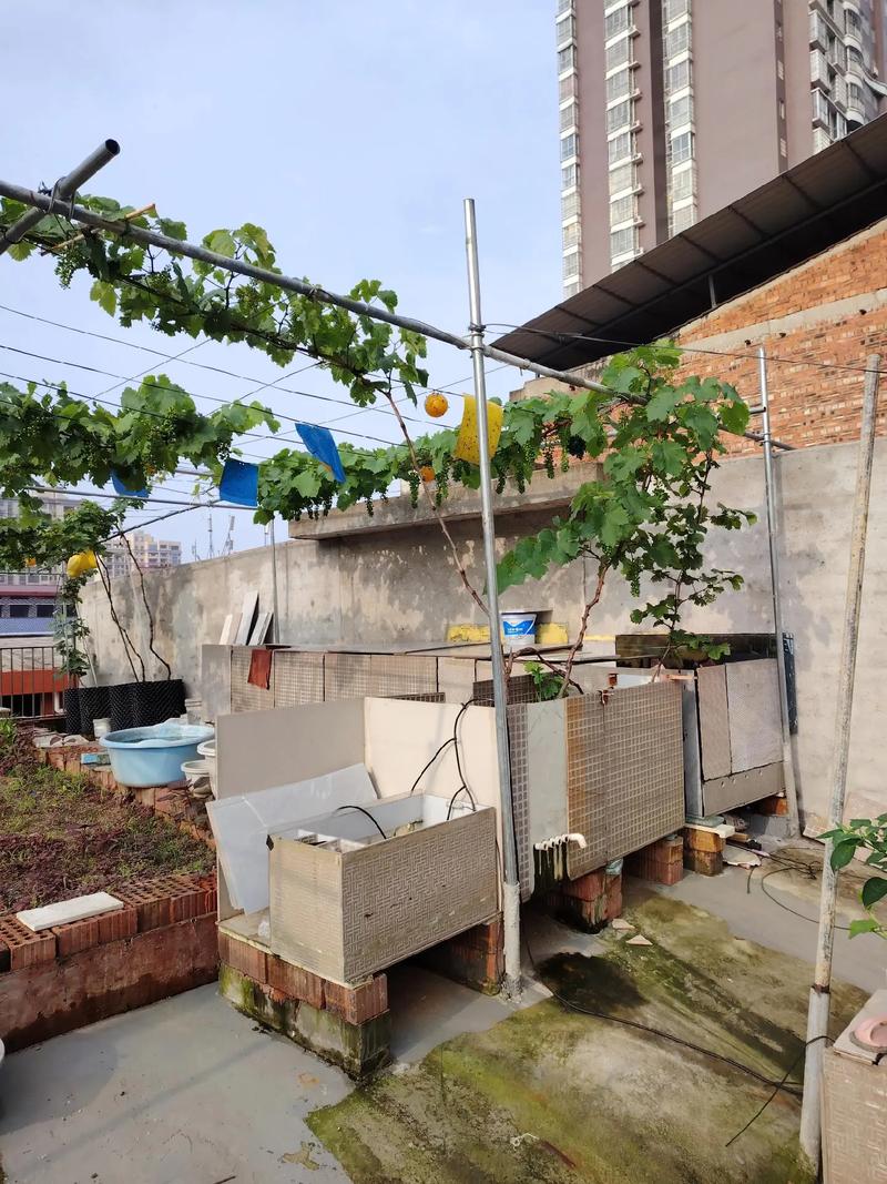 楼顶种植葡萄会对住宅风水产生哪些不利影响？