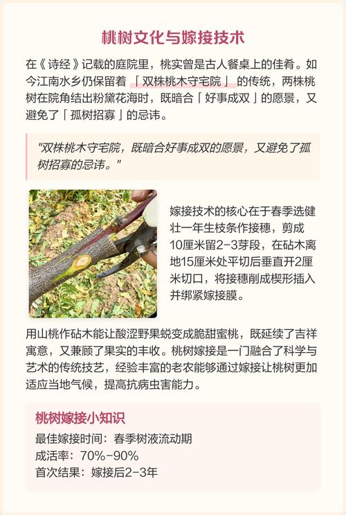 风水学家在住宅周围种植桃树是否适宜？