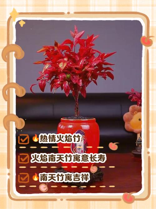 命中缺火如何通过种植什么植物来补火改运？