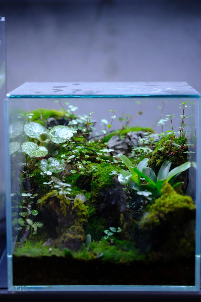 鱼缸长青苔，这会不会影响家居风水呢？