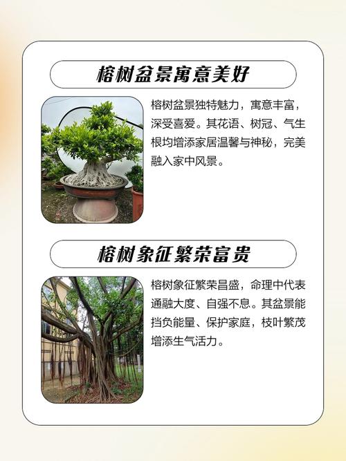 住宅周围种榕树对风水有好处吗？