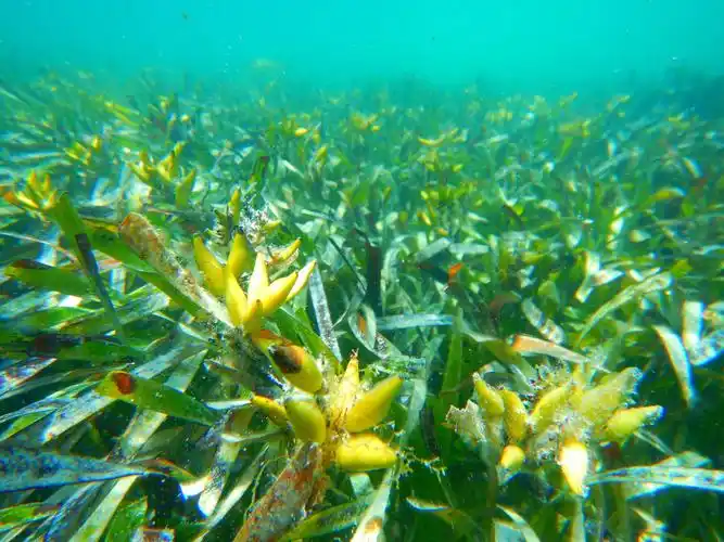 适合海水的植物有哪些？海里都有哪些植物种类？