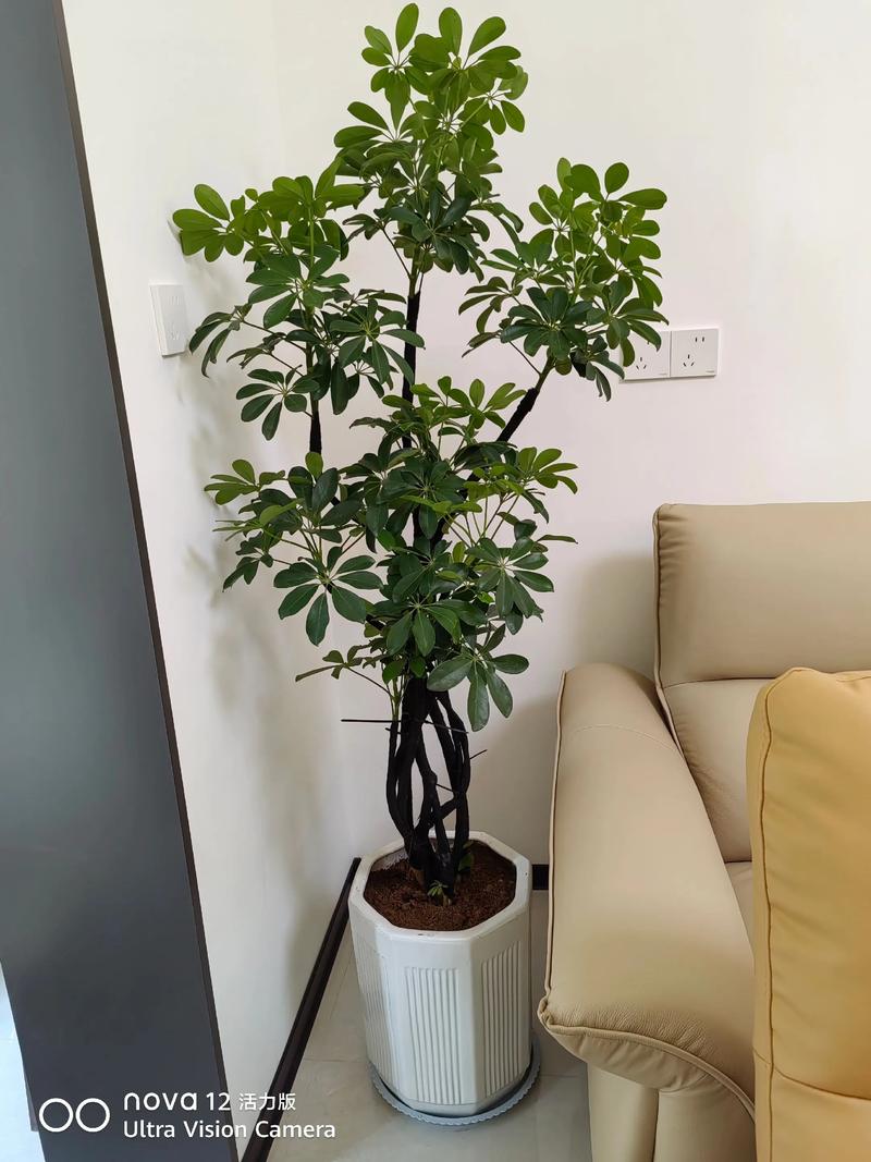 夏天适合在风水上种植树木吗？