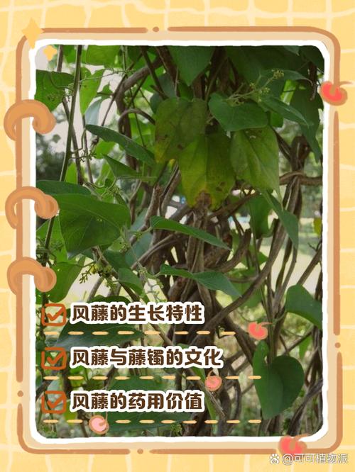 藤蔓类植物对风水有何具体影响？