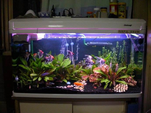 鱼缸中出现蟑螂是否会对家居风水产生不良影响呢？