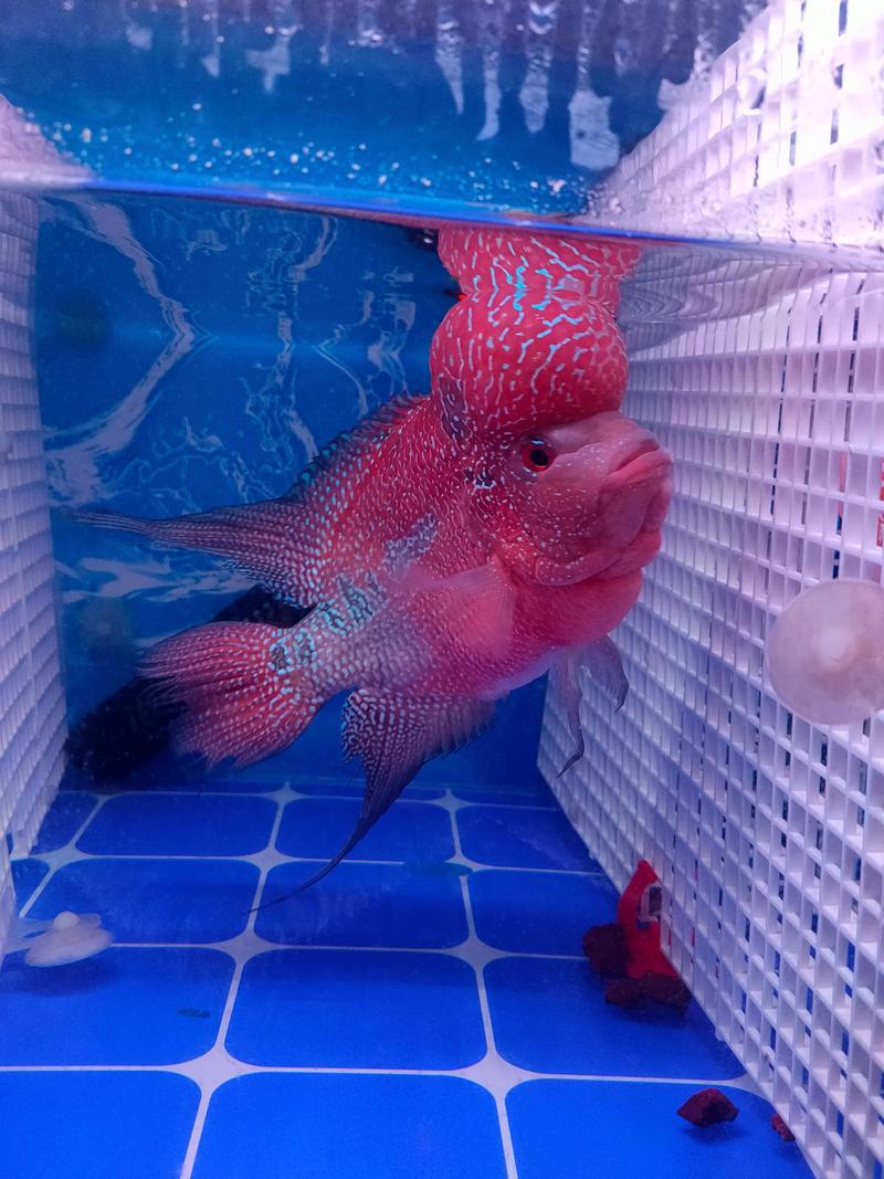 罗汉鱼缸的风水讲究，是不是真的有特别的风水要求呢？