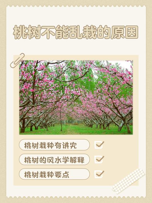 阳台种植桃树会对家宅风水产生哪些不利影响？