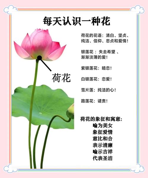 白莲花女人命运如何？白莲花象征什么含义？