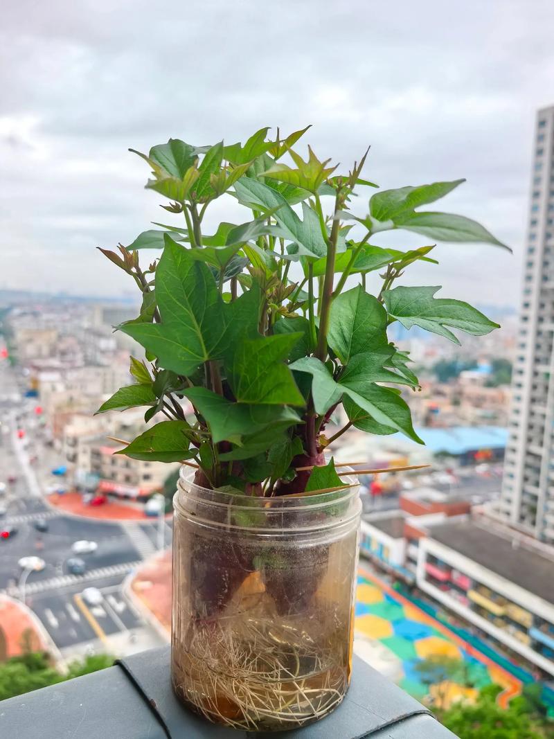 家里适合种植红薯吗？这样的风水布局合适吗？