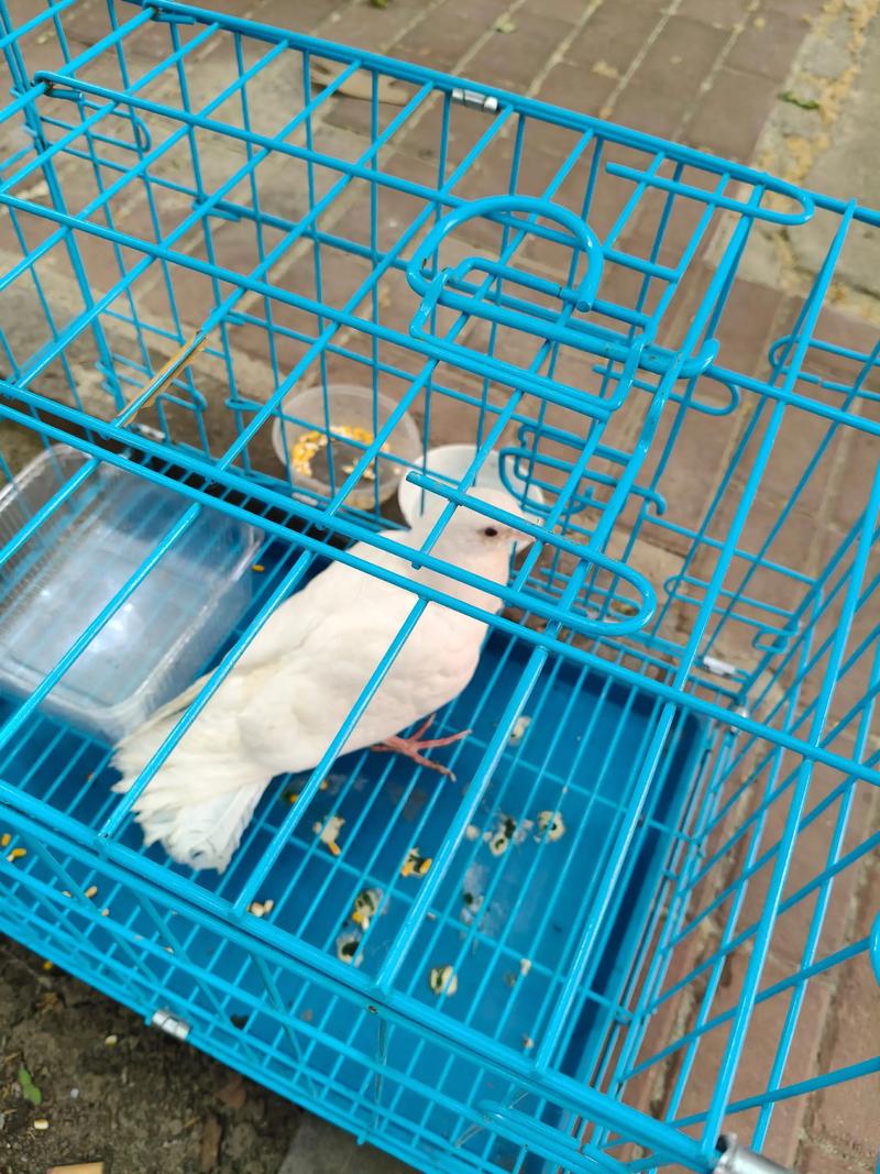 家里阳台适合养鸽子吗？从风水角度考虑有哪些讲究？