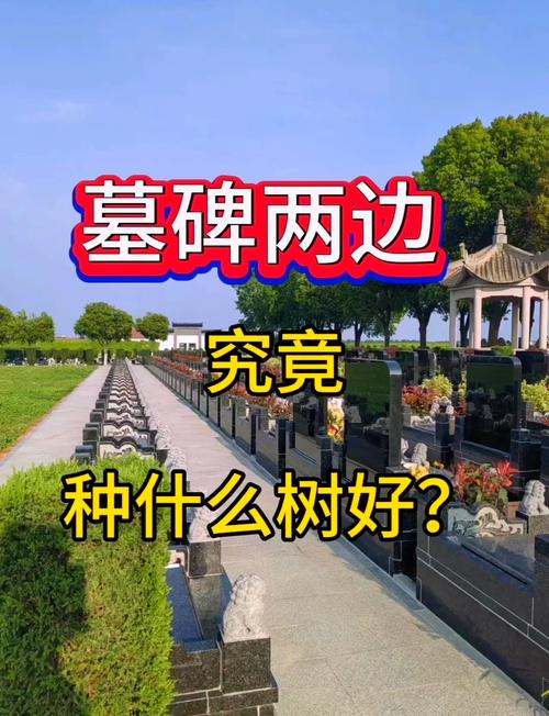 风水坟旁种松树合适吗？有没有更好的选择？