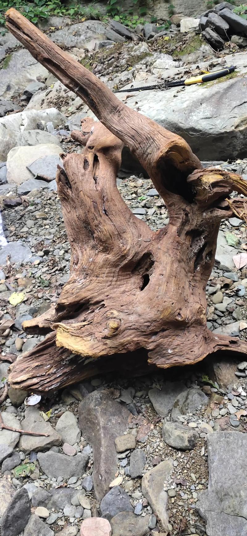 枯木对风水有影响吗？