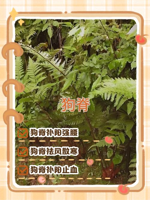 狗血元素真的会对家居风水产生破坏作用吗？