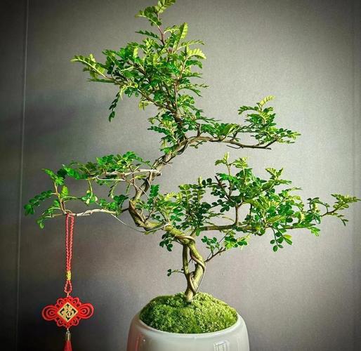 胡椒木对家居风水有怎样的影响或作用？