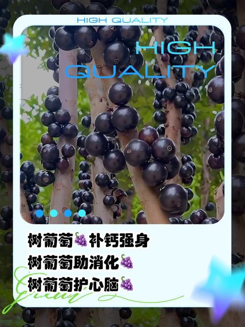 园内种植葡萄对风水有影响吗？