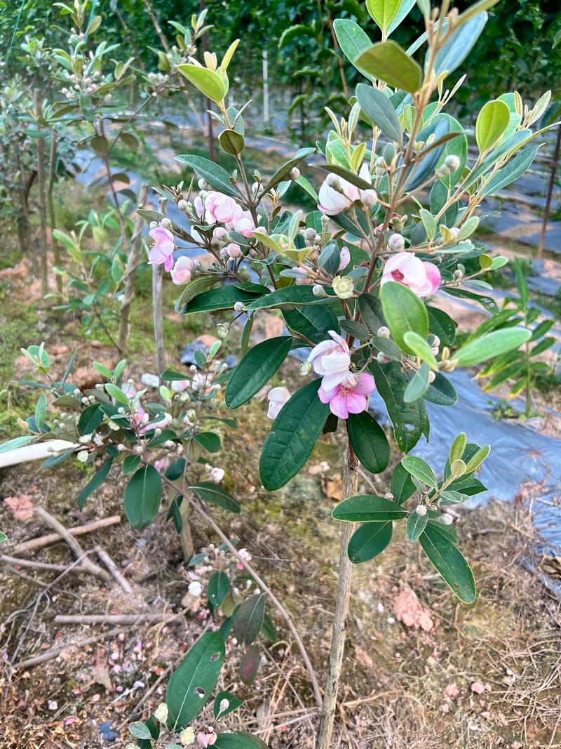 门口边院适合种植桃金娘吗？风水上有没有什么讲究？