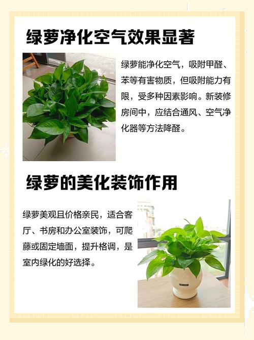 卧室摆放风水绿萝有什么好处？