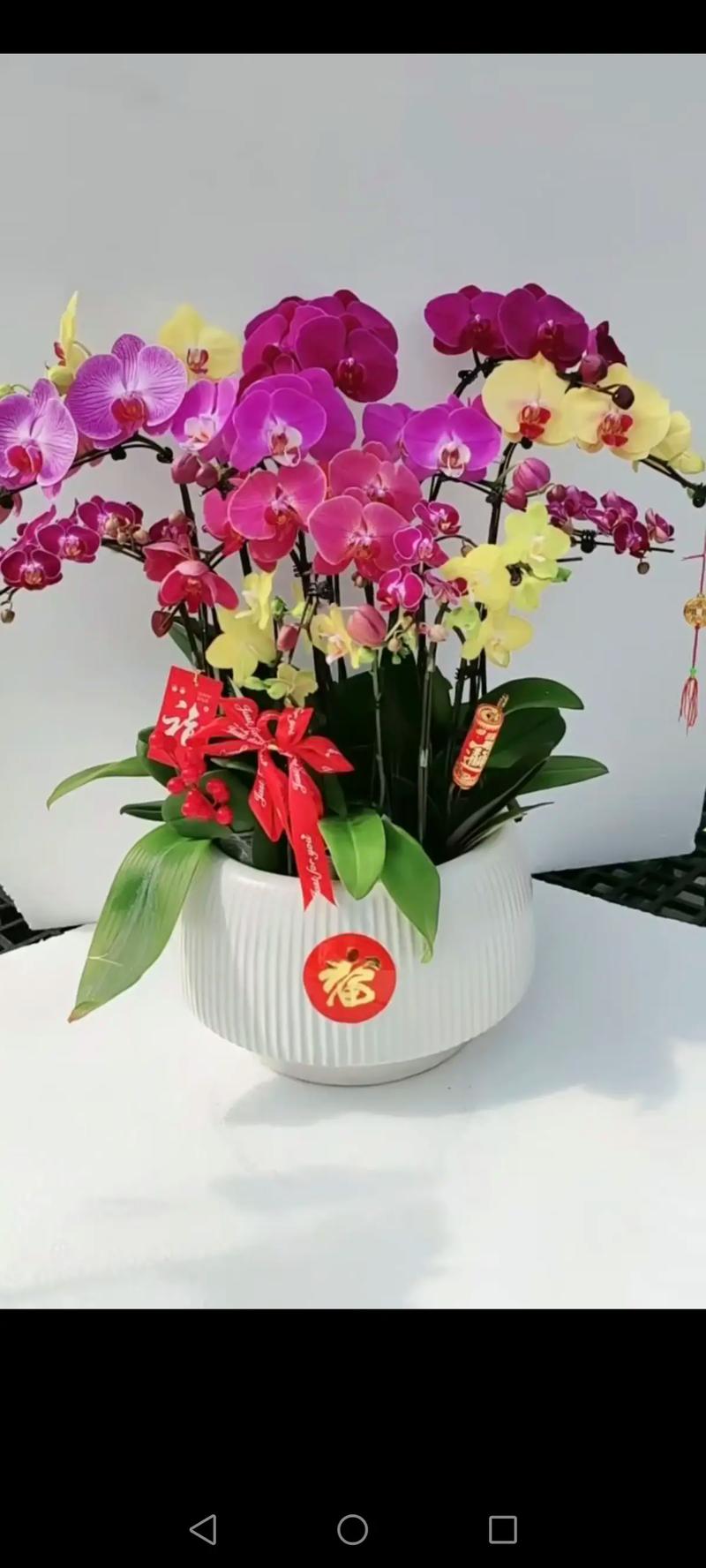 新年摆花的风水对家庭财运有促进作用吗？