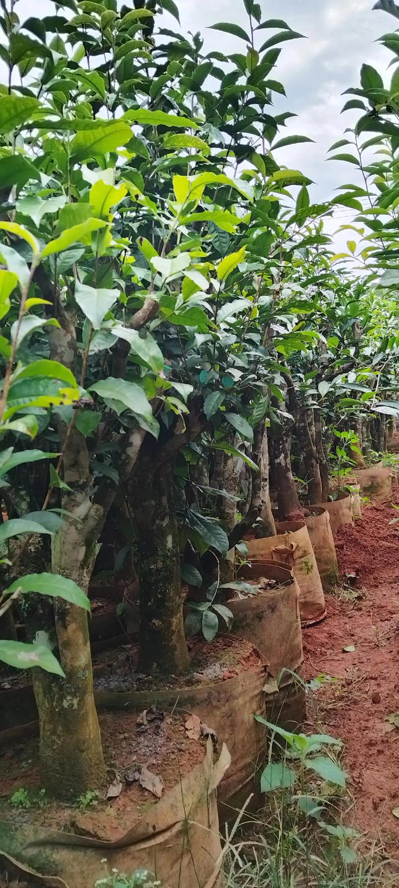 茶树种植在庭院中，是否能够提升风水效果呢？